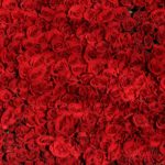 An overhead shot of a rose bush